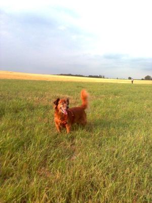 Max13-HE31 Max13-HE31