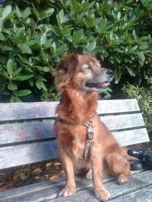 Max13-HE37 Max13-HE37