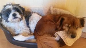 Max13-HE49 Max13-HE49