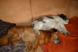 Max13-HE50 Max13-HE50