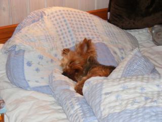 Oskar-Yorki-HE11-2011