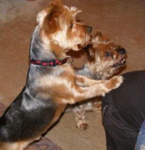 Oskar-Yorki-HE2-2011 Oskar-Yorki-HE2-2011