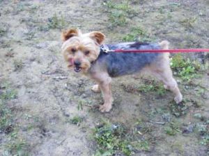 Oskar-Yorki-HE5-2011