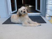 Pauli-Lucky--2011HE10