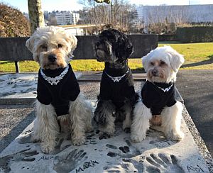 Pauli-Lucky--2011HE51