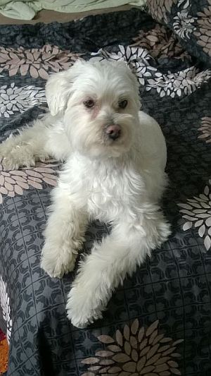 Pauli-Lucky-2011-H55