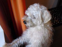 Pauli-Lucky-2011-HE20