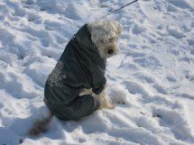 Pauli-Lucky-2011-HE21