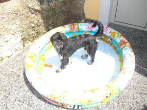 Pauli-Lucky-2011-HE30