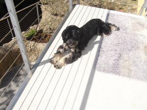 Pauli-Lucky-2011-HE32