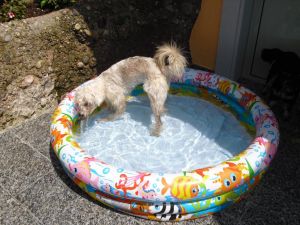 Pauli-Lucky-2011-HE34