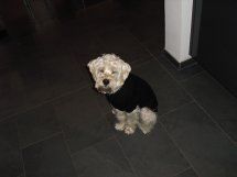 Pauli-Lucky-2011HE18