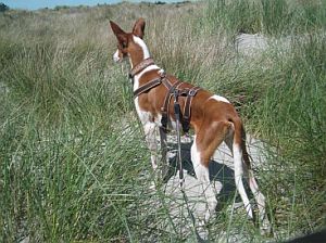 Quincy-HE34 Quincy-HE34