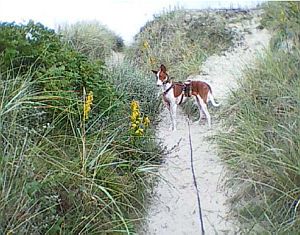 Quincy-HE35 Quincy-HE35