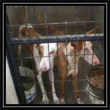 Regenbogen-Avril_Dascha