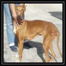 Regenbogen-Marisa-podi