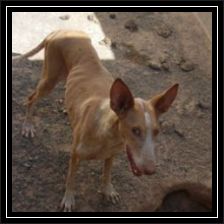 Regenbogen-Marisa-toetung