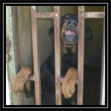 Regenbogen-baron-toetung