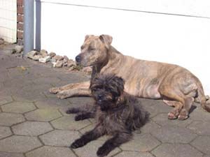 Rico-Affenpinscher17