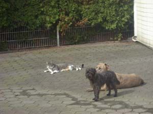 Rico-Affenpinscher18