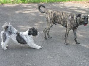 Sammy-Bardino34-2008