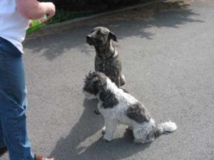 Sammy-Bardino35-2008