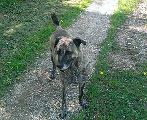 Sammy-Bardino38-2008