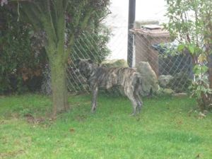 Sammy_Bardino-8-2008