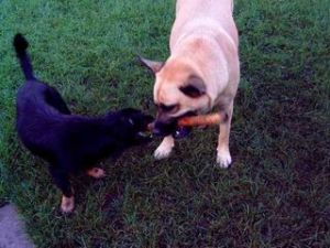 Sandy und Smartie 034