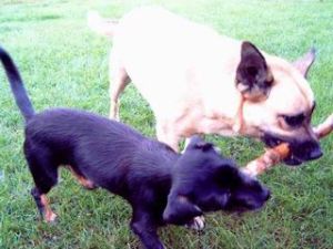 Sandy und Smartie 035