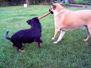 Sandy und Smartie 037