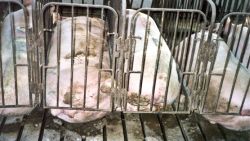 Schweinemast-landsberg