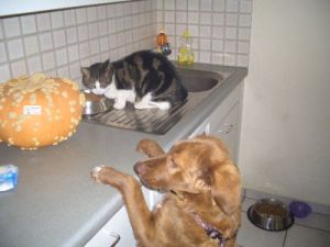 Sie ist fleissig am Wachsen und kommt schon bald ans Katzenfutter!-2011