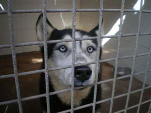 Snow-toetung Snow-toetung