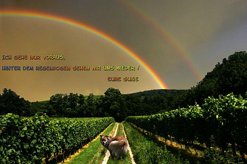 Sukie-g2014 Sukie-g2014