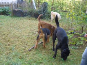 Victor, Easy, Arab und Bine am Spielen im Garten-2011