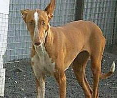 WAZ-Princessa WAZ-Princessa