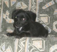 Welpe_Codi-09 Welpe_Codi-09