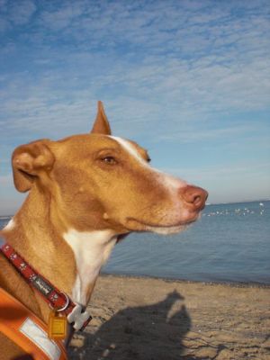 Yairo-11-HE45 Yairo-11-HE45