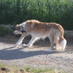 fluechten trotz geschirr