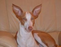 d.podenco