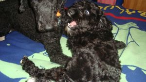 jumper-nicos-HE2011-8